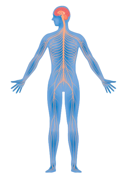 Nervous System